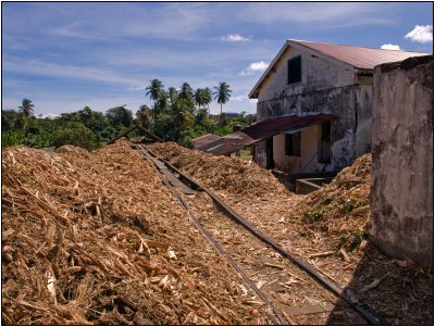 Bagasse