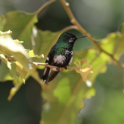 Green Thorntail