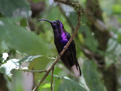 Violet Sabrewing