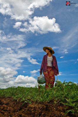 Burmese Rhapsody