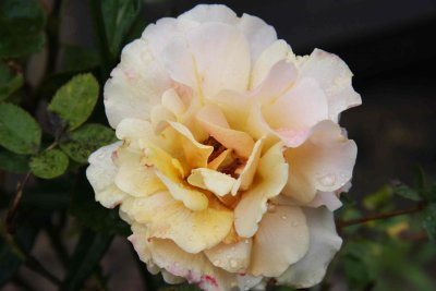 29 may May rose