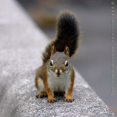 Red Squirrel