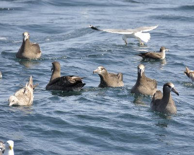 black-footed albatross DSC2166.jpg