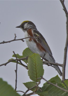 Chestnut-sided Warbler