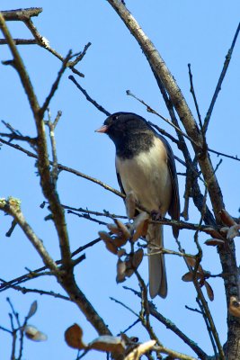 Dark-eyed Junco