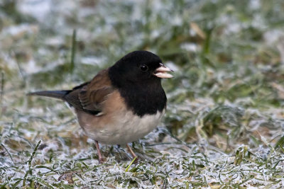 Dark-eyed Junco