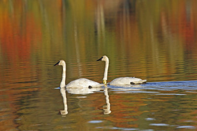 Trumpeter Swan