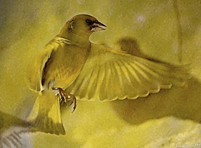 BIRDS MUSEUM
