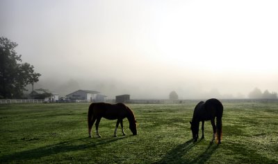 breakfast in the damp