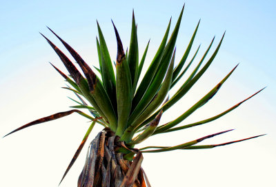 again the yucca