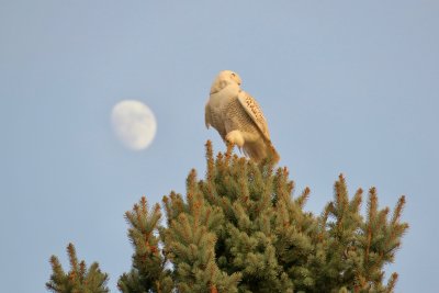 Colorado Rarities