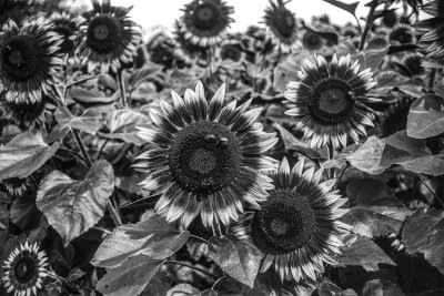 Ultraviolet D800 Monochrome Sensor Conversion 