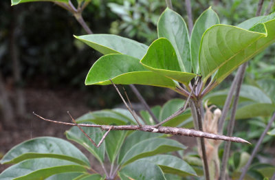 stick insect