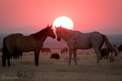 Wild Horses at Sunset