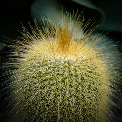 Spikes