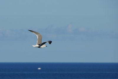 Laughing gull