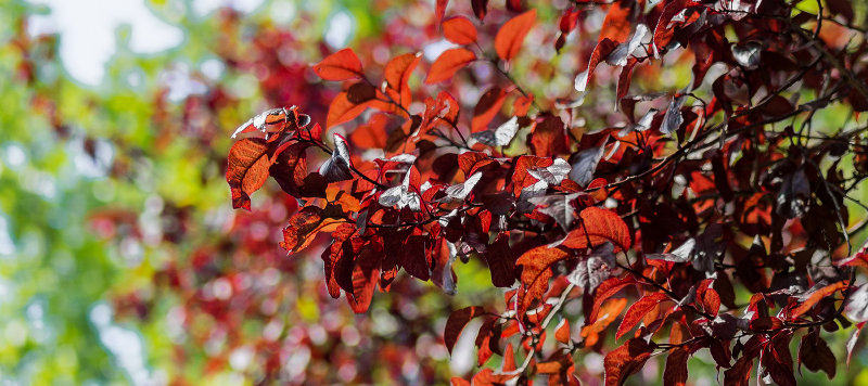 Autumn Start