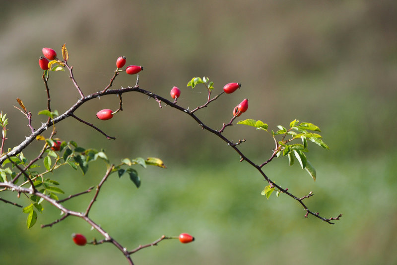 Winter-food for the Birds