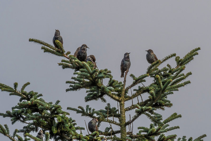 Tree Top Meeting