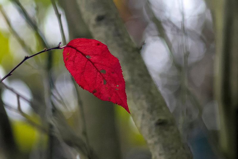 Simply Red   