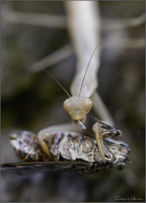Praying Mantis