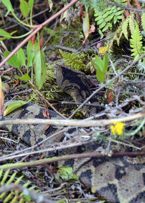We didn't see much wildlife during the trek...