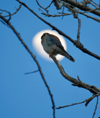 Green Birding