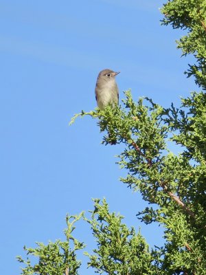 Flycatchers #2 & 3