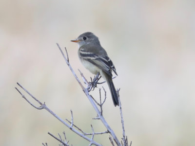 flycatchers