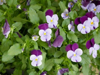 Sweet Violets