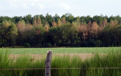 Birch trees