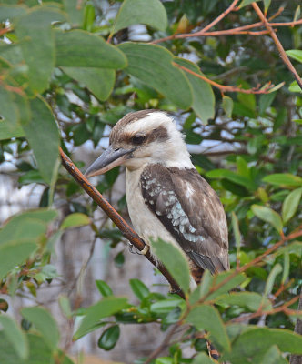 Laughing Kookaburra