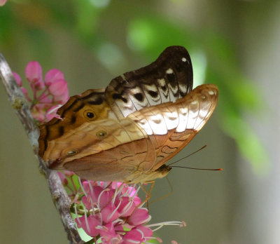 Cruiser female