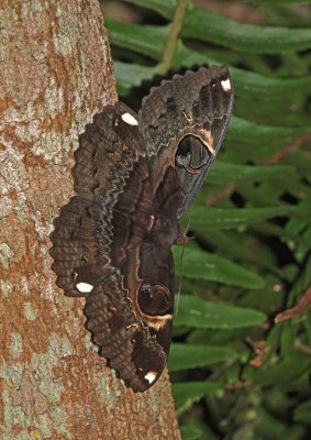 Erebus crepuscularis