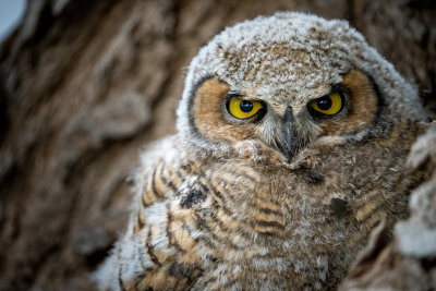 Great Horned Owl