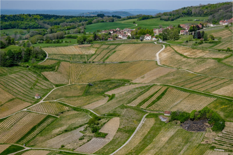 vineyard Chateau-Chalons