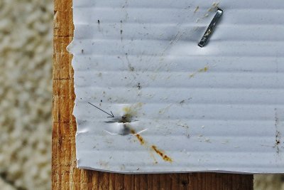 The 8th of June 2020. The Arrow points to where a .38 Bullet passed through the board taking a huge bluebottle with it.