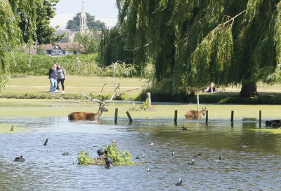 20th July. Bushy Park when the sun shines.