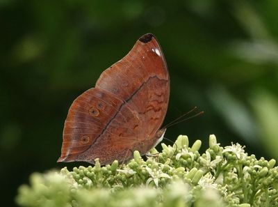 Leafwing female