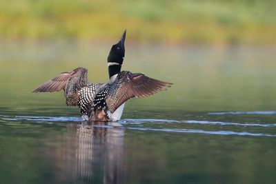 Common Loon