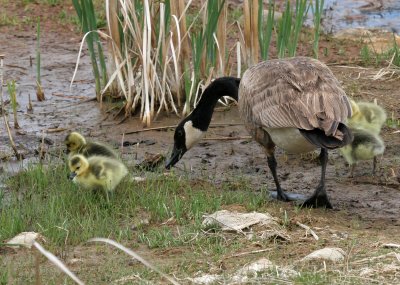 Canada Goose with goslings