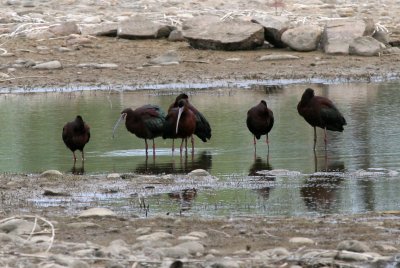 White-faced Ibis