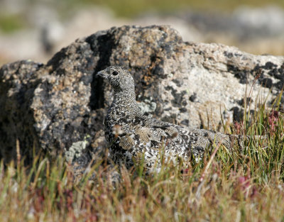 White-tailed Ptarmigan