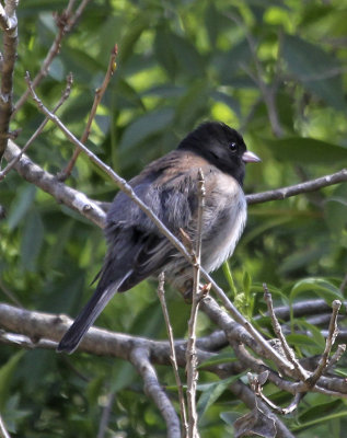 Dark-eyed Junco