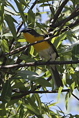 Yellow-breasted Chat
