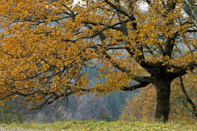 le chne, en automne 
