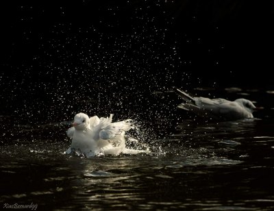 Falls.Leicester's Gulls