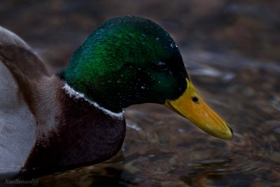 Winter's Duck