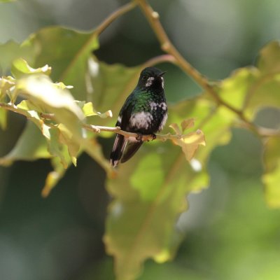 Green Thorntail