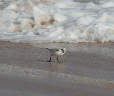 Sanderling